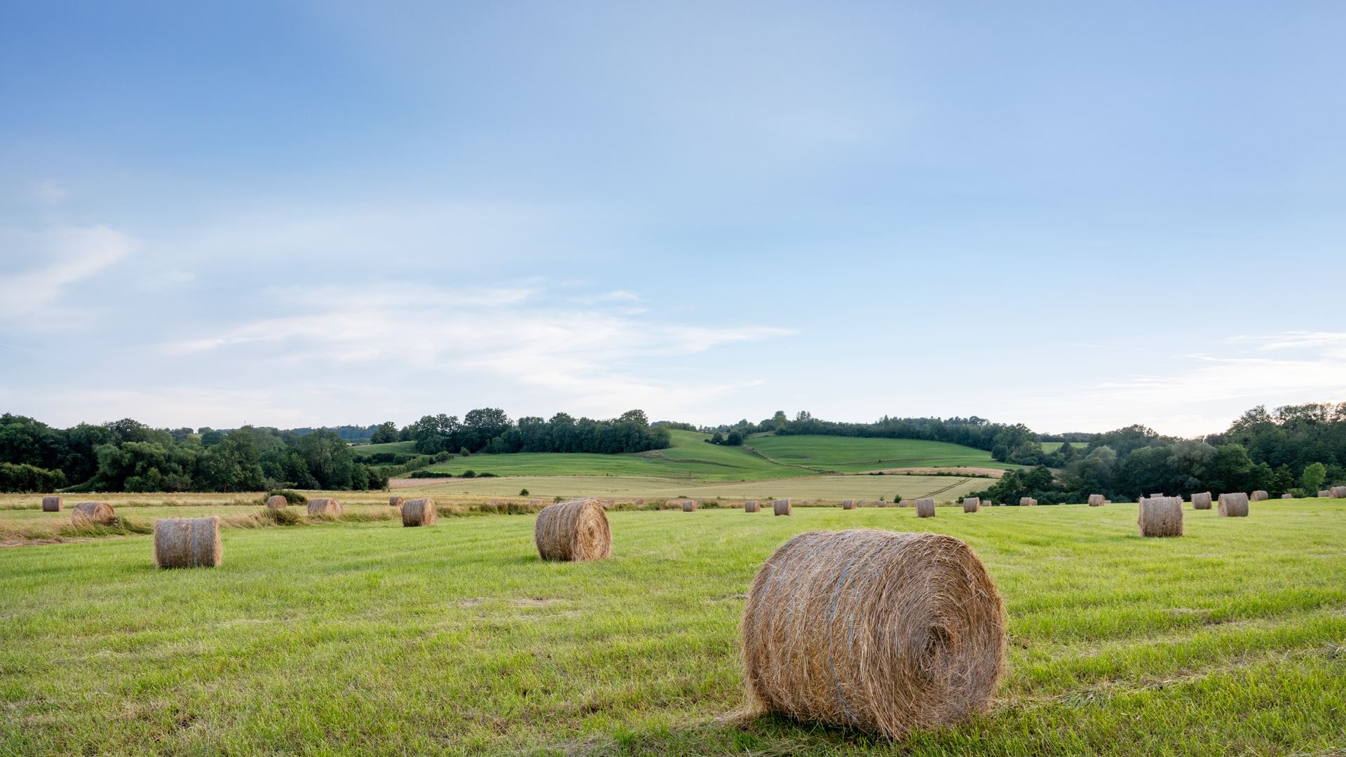 Grass field during morning